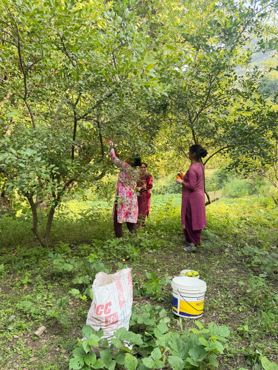Field-Gate Harvest Gathering