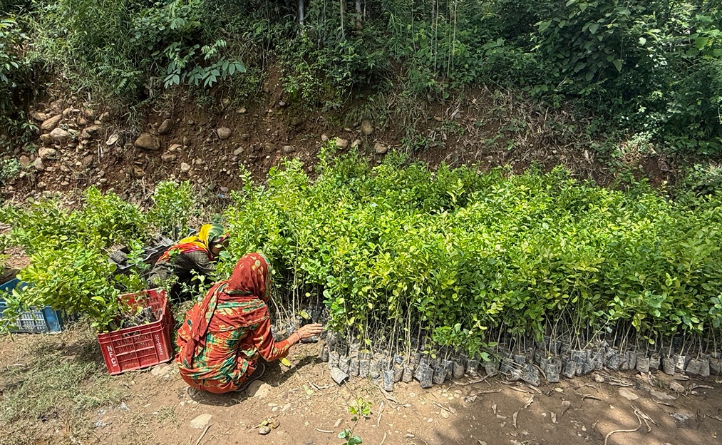 Selecting Lemon Plants